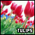  Tulips: 