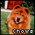  Dogs: Chow Chows: 